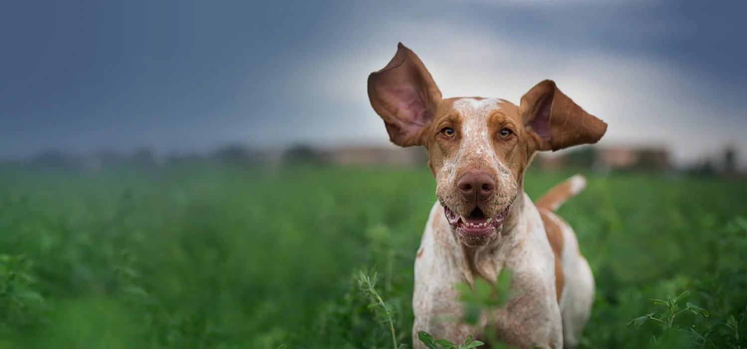 Prodotti per Cani negozio -Prodotti per Cani negozio binative cibo per cani apertura 1